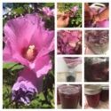 Rose of Sharon Jelly