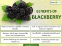 Blackberry Health Benefits